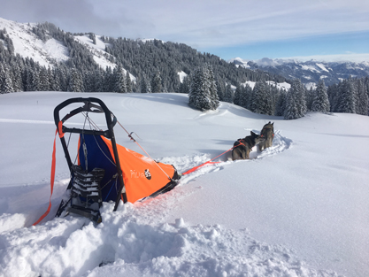 Sprintschlitten Test im Tierfschnee