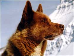 Eskimodog KIVITOQ