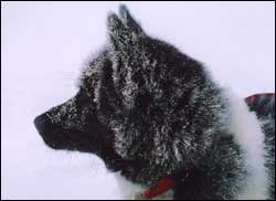 Eskimodog NAKUU