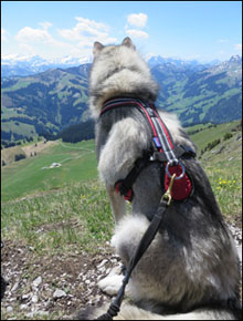 Wandern mit Hund_Safety Kurzgeschirr