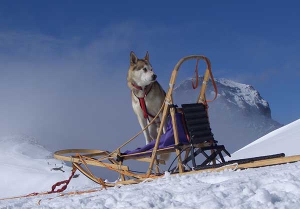 Schlittenhunde, Schlittenhundefahrten, Sibirian Huskies, Firmenausfl&uuml;ge mit Schlittenhunden, im Berner Oberland, Teamevents & Incentives,  promenades en chiens de traineau, activit&eacute;s avec chiens de traineau pour groupes et entreprises, Husky Rides and Events for groups and enterprises, adventure with huskies and more...