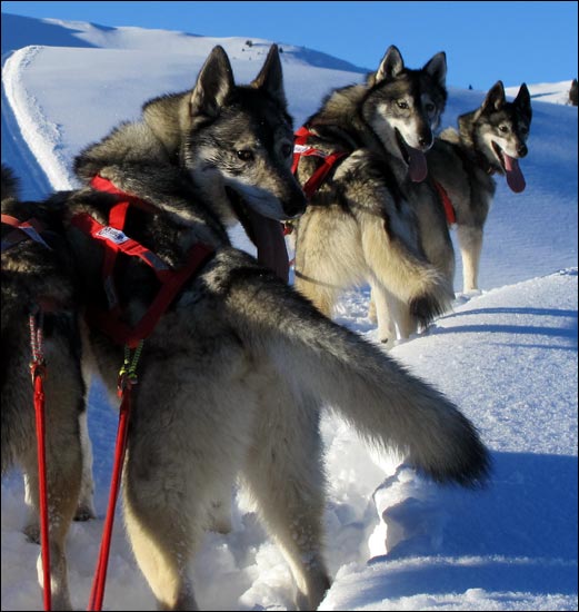 Sibirian Huskies from HUSKYPOWER