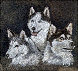 Drei sib. Huskies