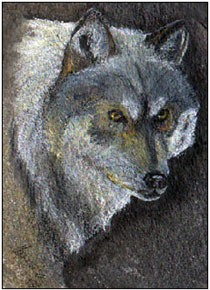 Grauwolf 