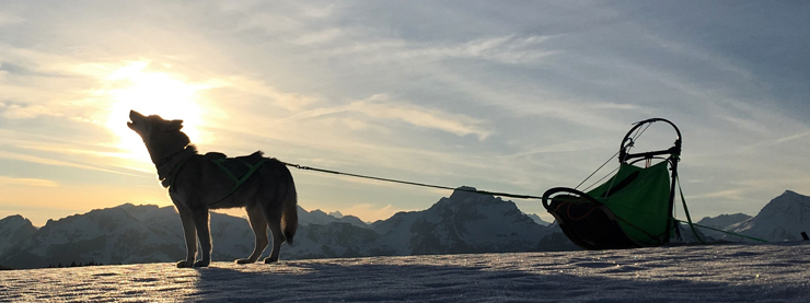 Hundeschlitten für 1-4 Hunde