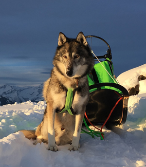 Tourenschlitten für 1-4 Hunde