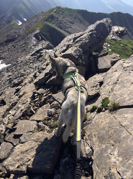 Bergwandern mit Hund