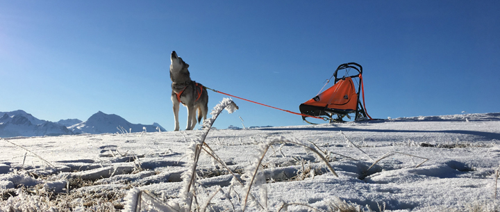 Leichter Hundeschlitten ab 1 Hund