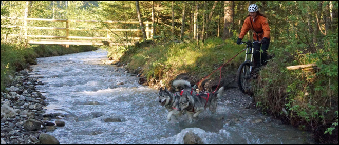 Dog Scootering