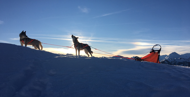 Huskypower's Balto Aika