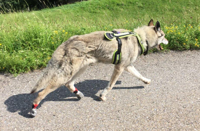 Bootis für Hunde die Schleifen