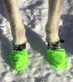 Snowbootis Pfotenschutz im Schnee