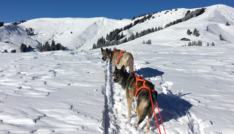 Zuggeschirr für den Schlitten