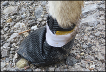 Bootie