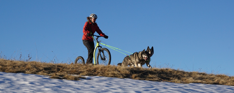 Dogscootering cross