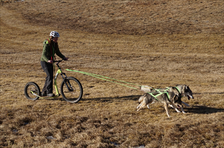 Dogscooter Gravity DH Core