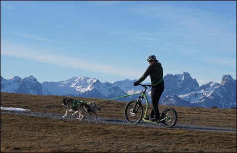 Zughundetraining mit 2 Hunden GRAVITY Scooter