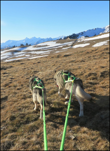 Zughundetraining mit dem Scooter