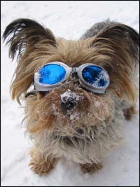 Hundebrille dog-goes