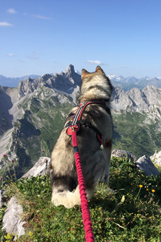 Ausrüstung für Wanderungen mit Hund