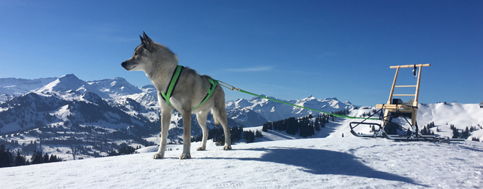 Kicksled - leichter schlitten für 1 Hund