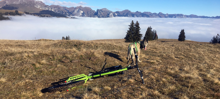 Dogscooter offroad