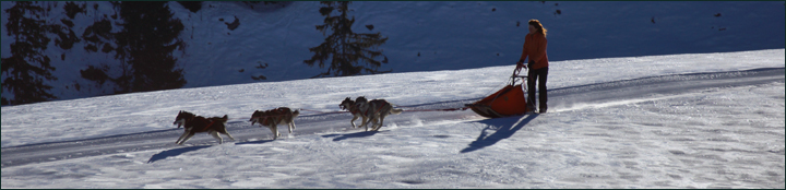 Allround Basic Sleddogline