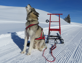 Kicksled als Hundeschitten