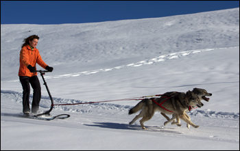 Kickspark Alu Max - Schlitten für 1 bis 2 Hunde