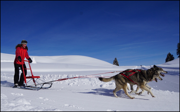 Kicksled - traditioneller finnischer Tretschlitten