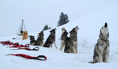 Anbindevorrichtung für Hunde an Rennen oder unterwegs